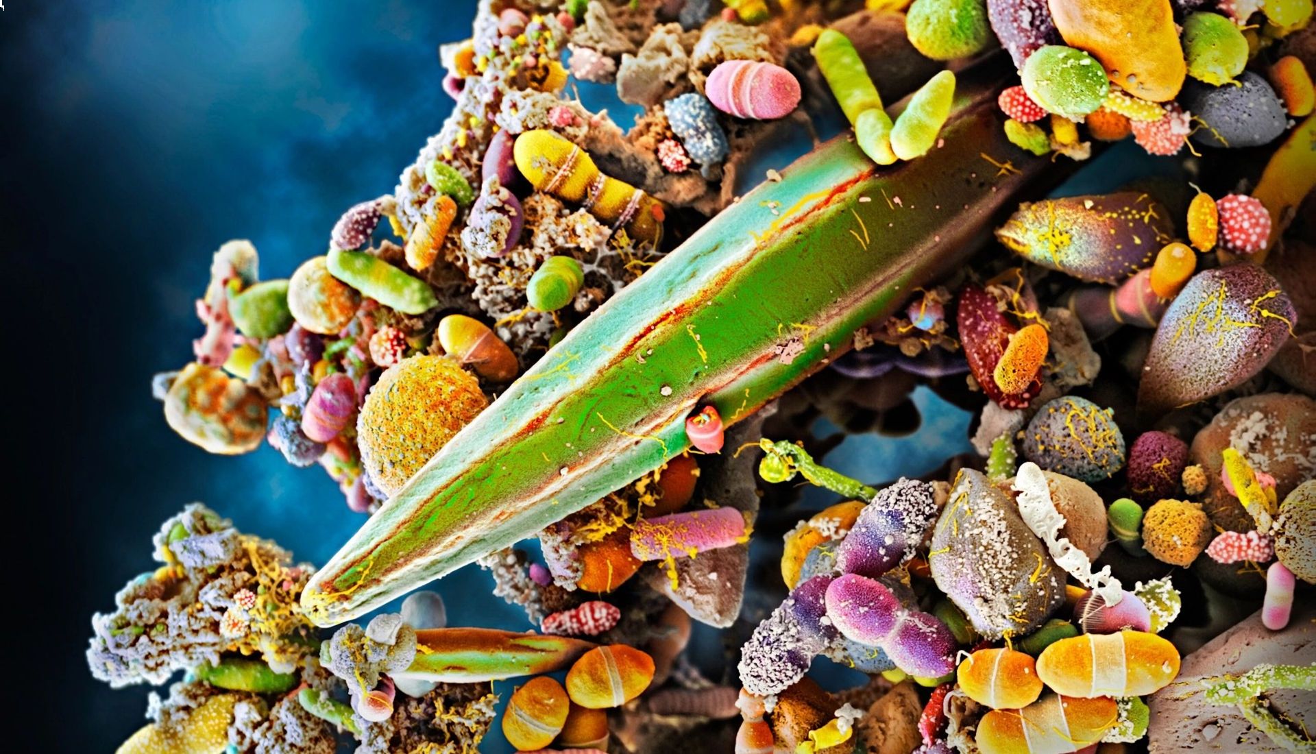 Les mystères du microbiote intestinal