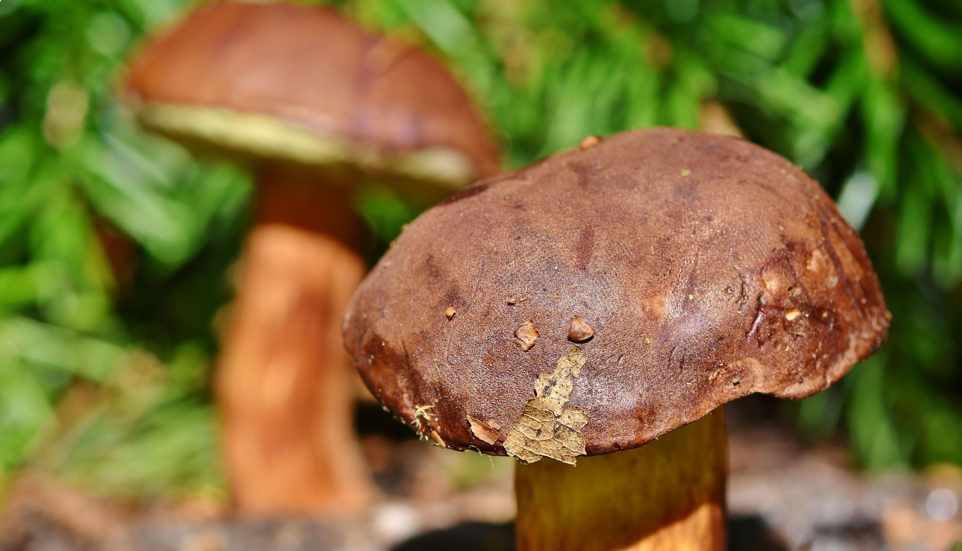 Abonnement au bulletin de la  Abonnement au bulletin de la