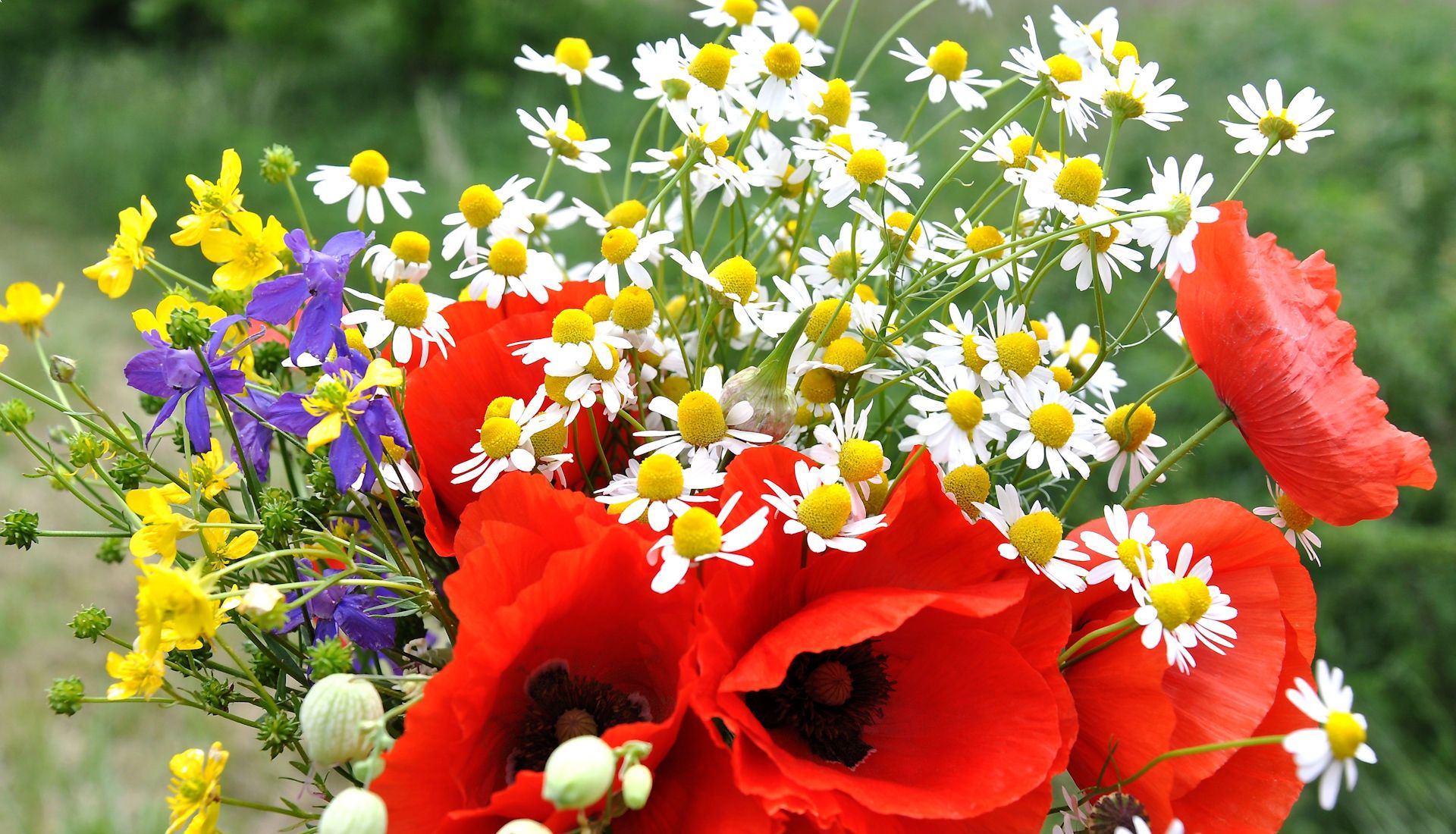 Art floral : depuis les champs