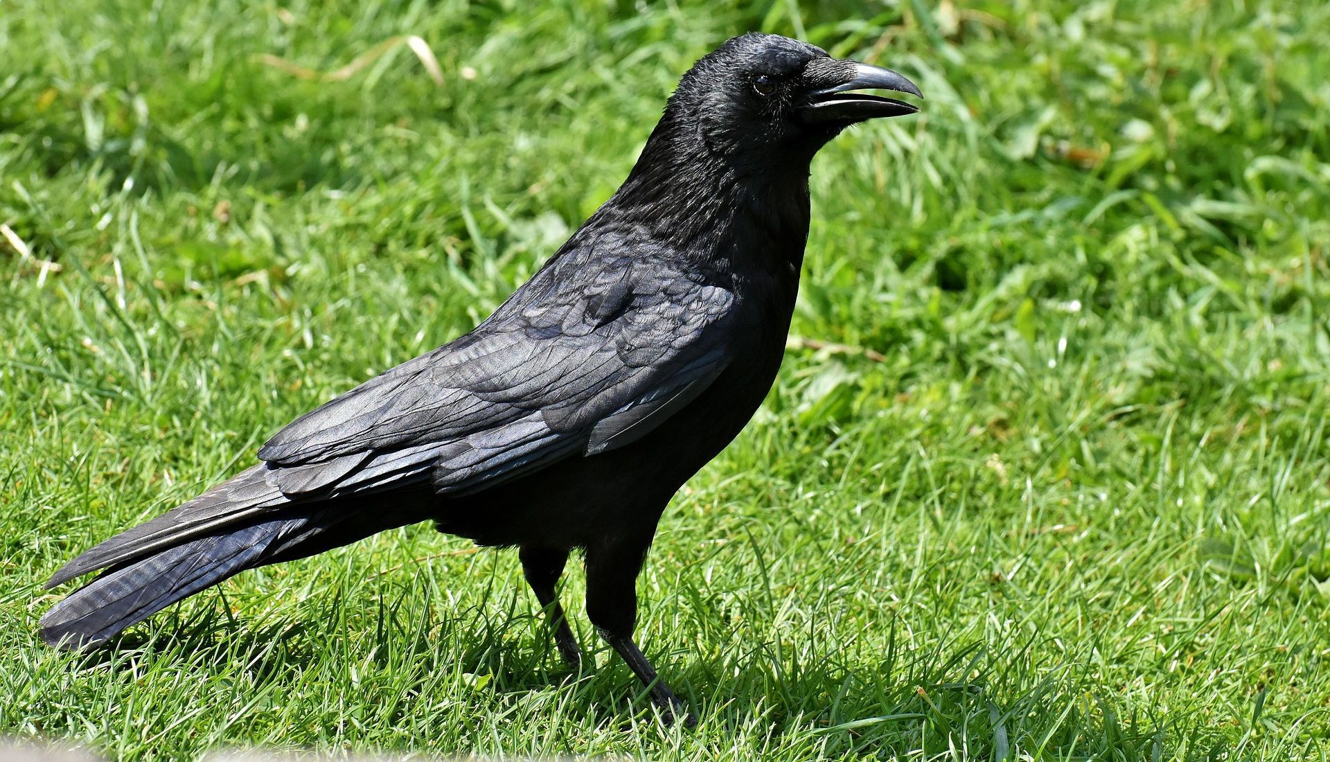 Les corbeaux au sommet de l'intelligence animale, pourquoi ?